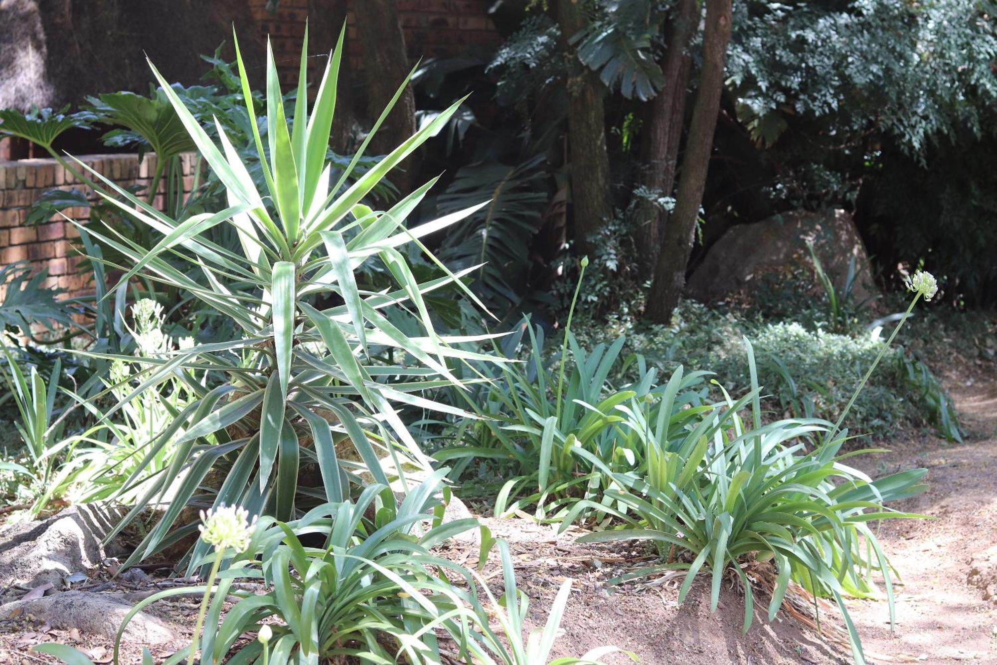 Khaya Africa Guesthouse Midrand Eksteriør bilde